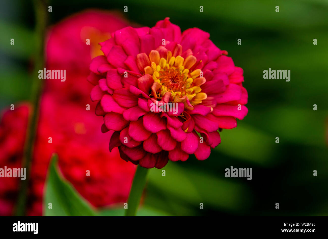 Layers of pink Stock Photo