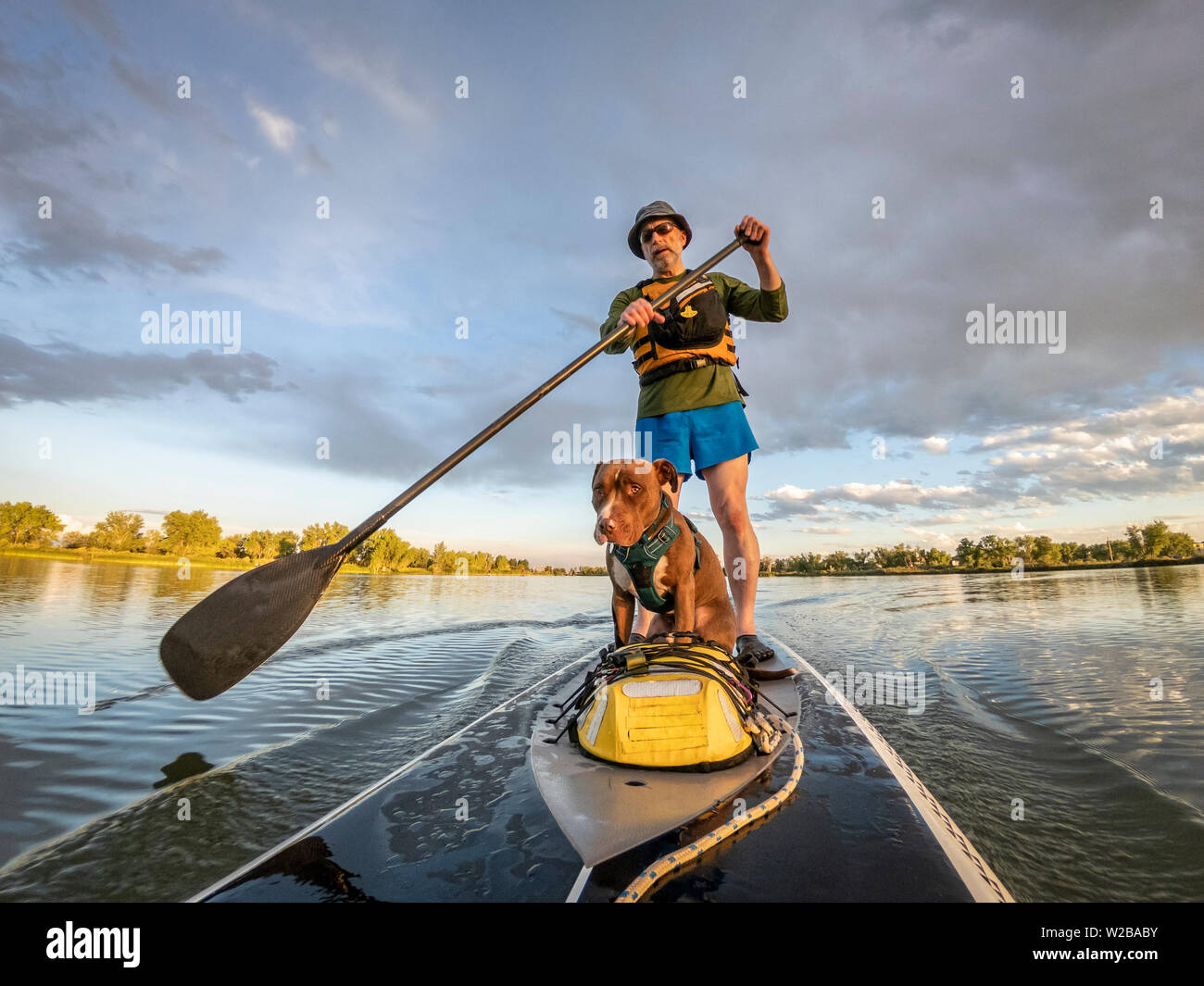 senior male paddling stand up paddleboard with his pitbull dog on lake