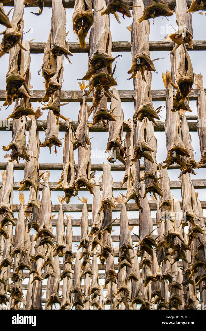 North Atlantic cod is seen drying on large racks throughout the Lofoten Islands in Norway in the late spring. Stock Photo