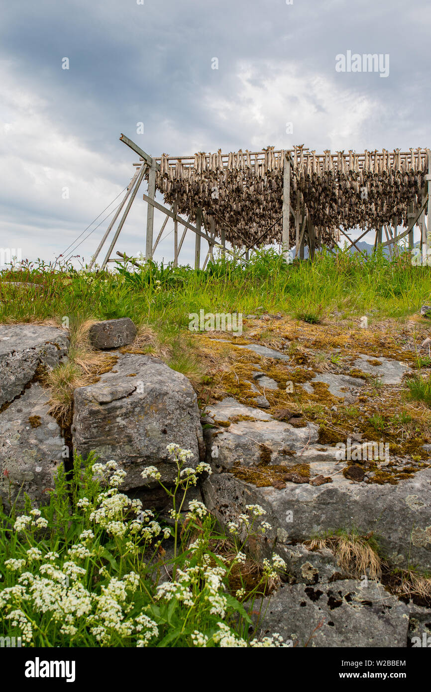Racks of drying north atlantic cod are seen everywhere throughout the Lofoten Islands in northern Norway in the spring. Stock Photo