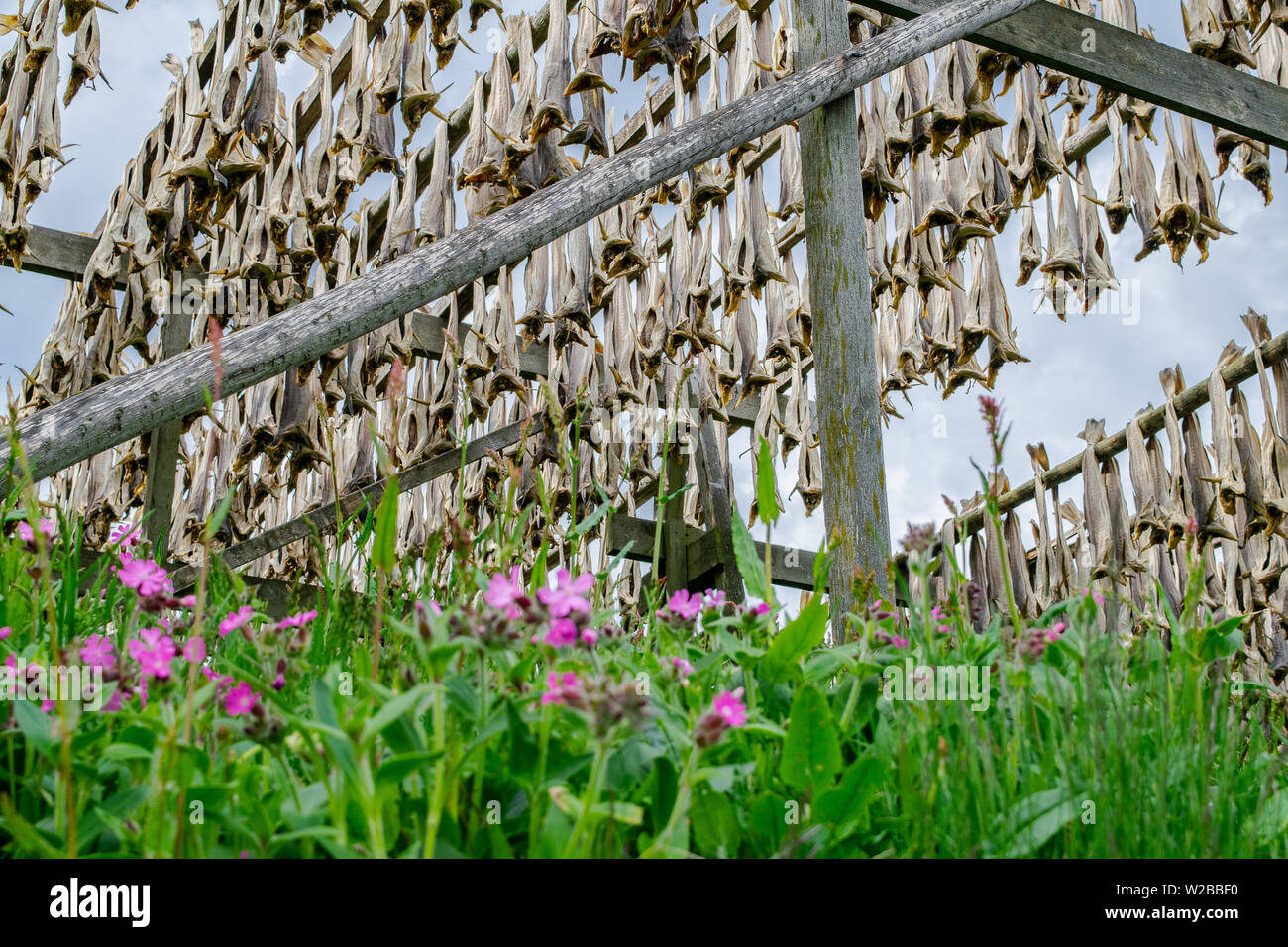 Spring flowers bask in the arctic sun underneath a rack of drying cod in the Lofoten Islands of northern Norway. Stock Photo