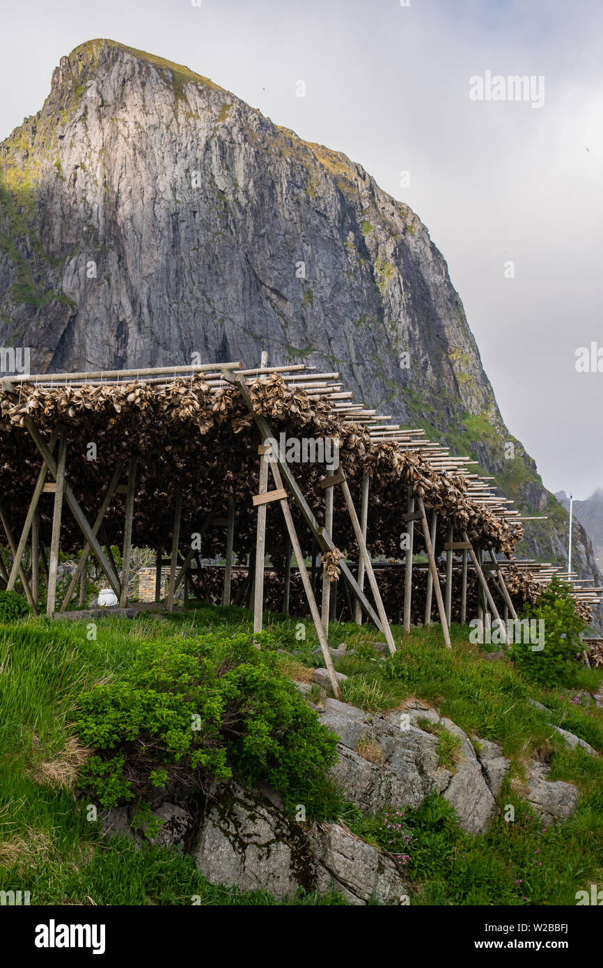 The beautiful jagged peaks of the Lofoten Islands creates a perfect backdrop for countless racks of drying cod seen throughout the region. Stock Photo