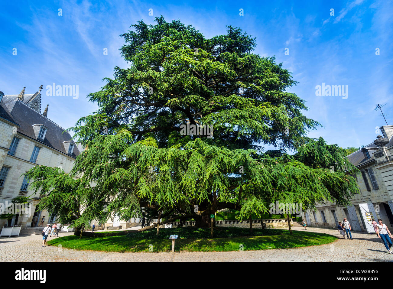 Large Cedar of Lebanon (planted 1804) in garden of Saint Gatien cathedral, Tours, France. Stock Photo