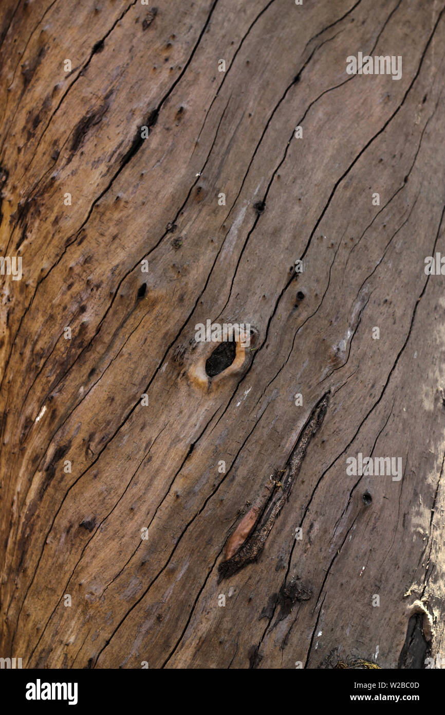 Uniform natural wood texture random lines of stem of tree for background Stock Photo
