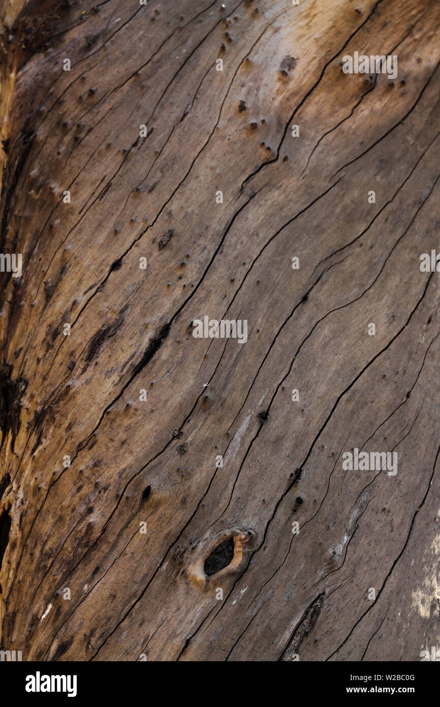 Uniform natural wood texture random lines of stem of tree for background Stock Photo