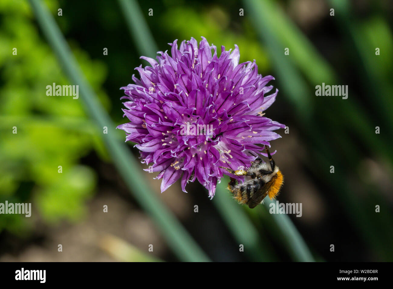 Bee chive hi-res stock photography and images - Alamy