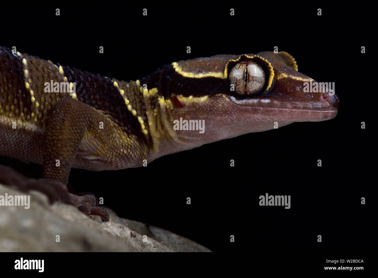 Malayan forest gecko (Cyrtodactylus pulchellus) Stock Photo
