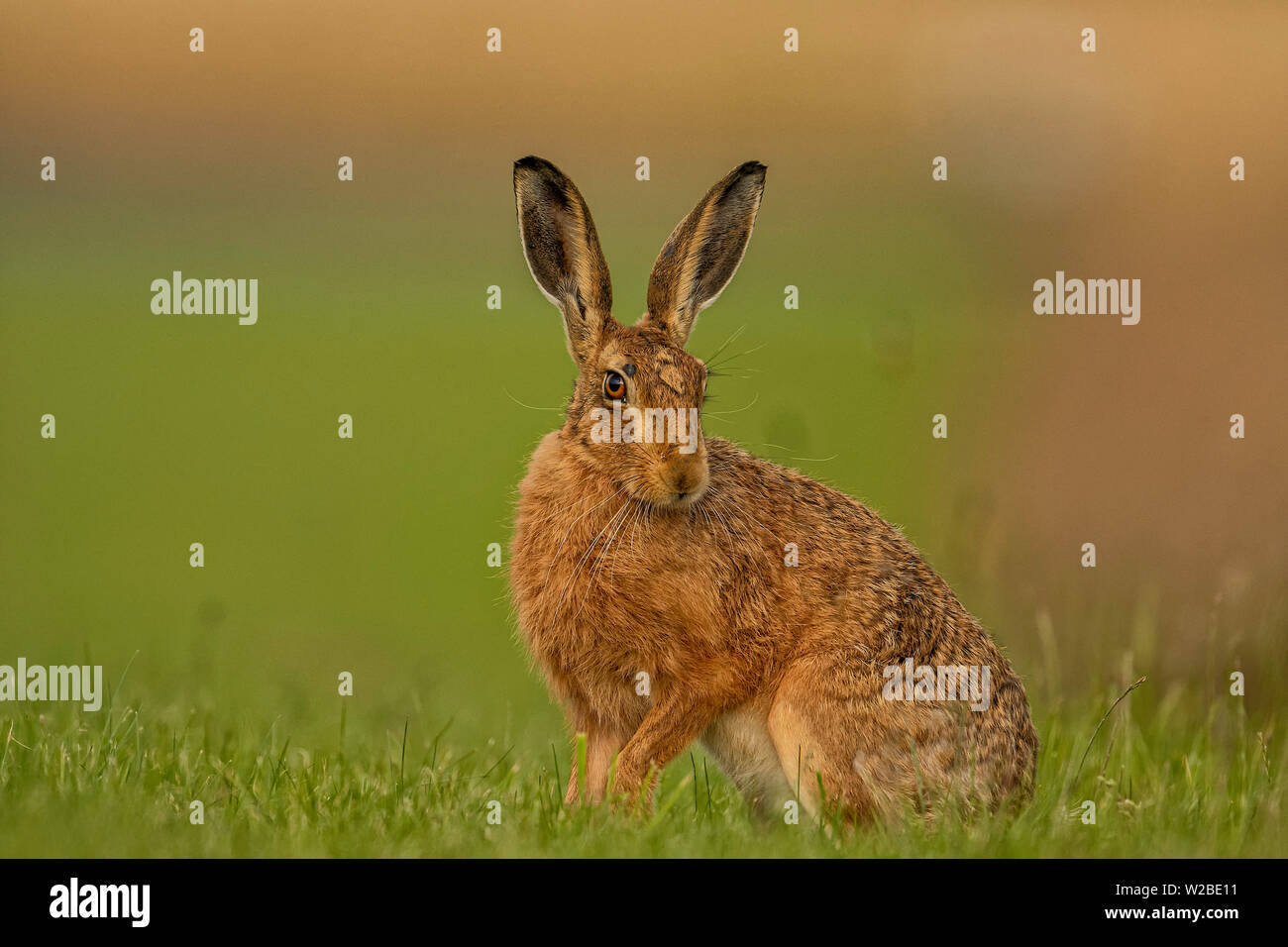 Brown Hare sat out at the edge of tall grasses on a field in North Norfolk, UK Stock Photo