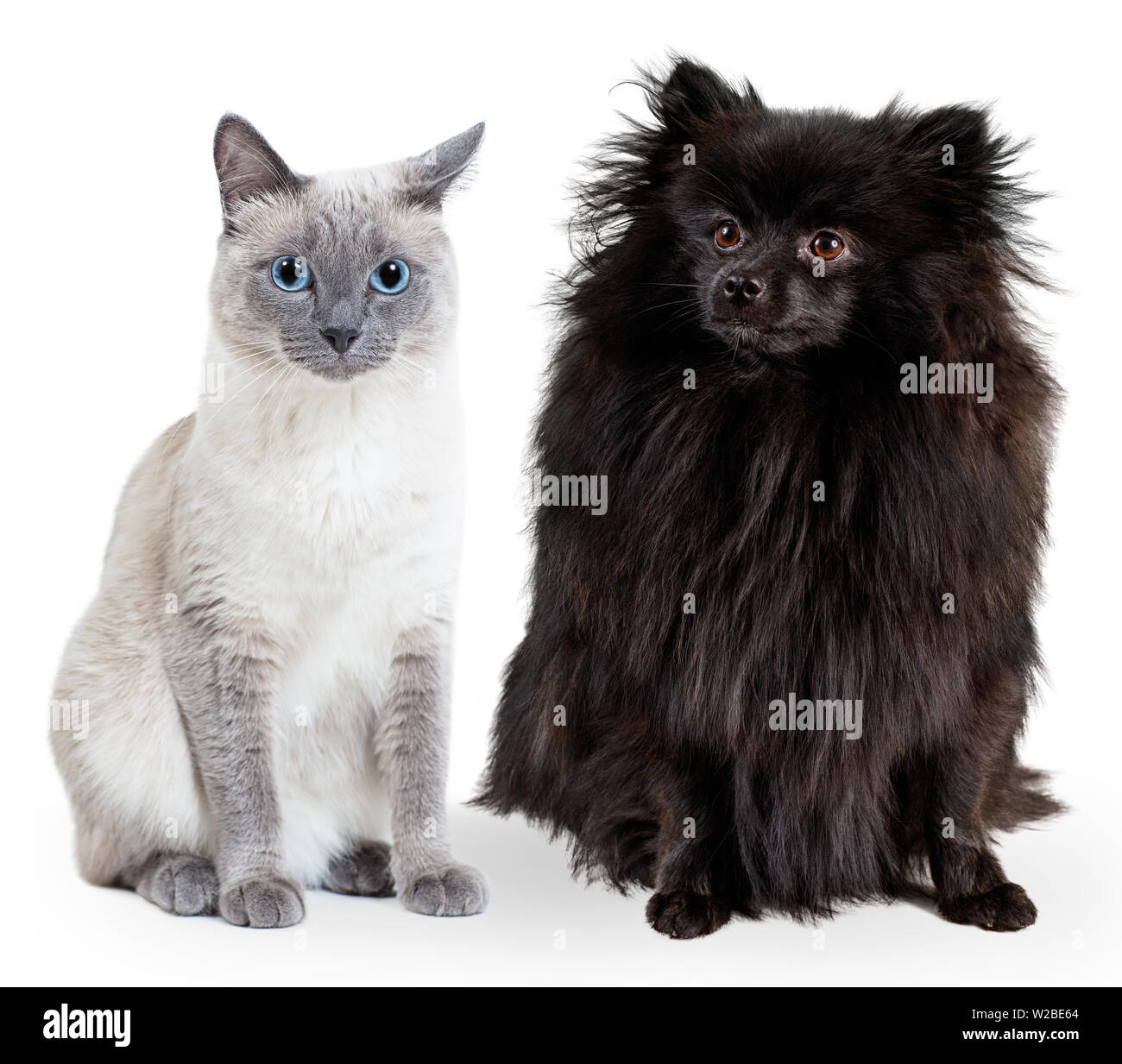 Collage of black German spitz and blue-point thai cat. Stock Photo