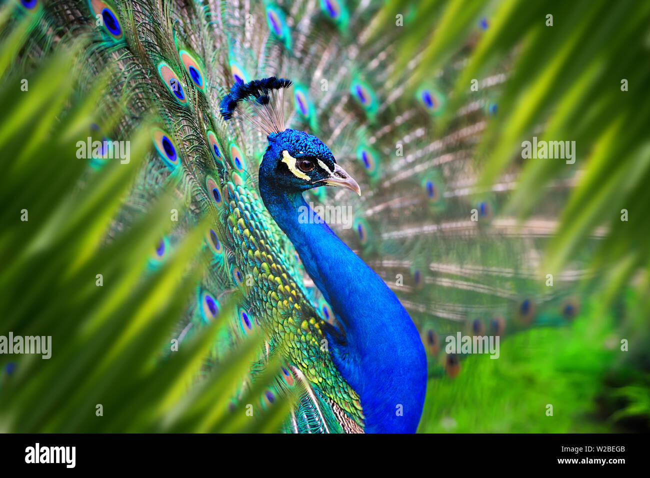 Close up peacock portrait in jungle with leaf Stock Photo Alamy