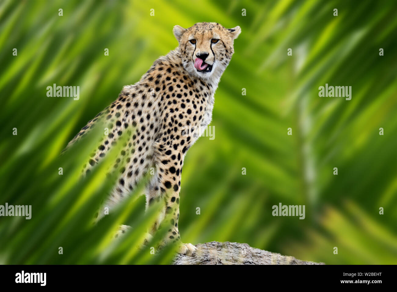 Cheetah jungle hi-res stock photography and images - Alamy