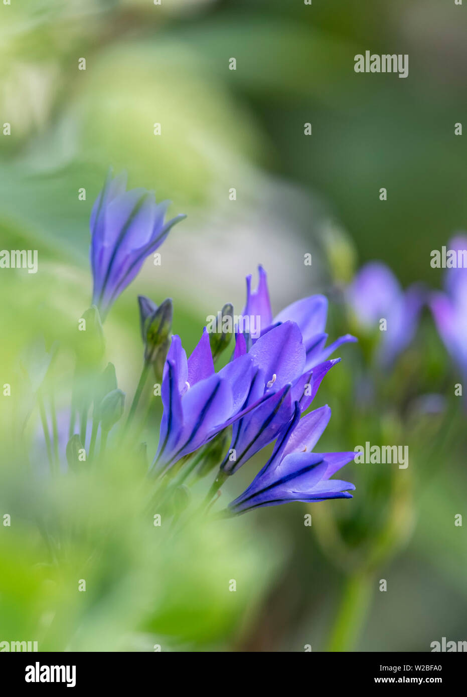 Dwarf Agapanthus Plants In Full Bloom Stock Photo Alamy dwarf-agapanthus-plants-in-full-bloom-stock-photo-alamy