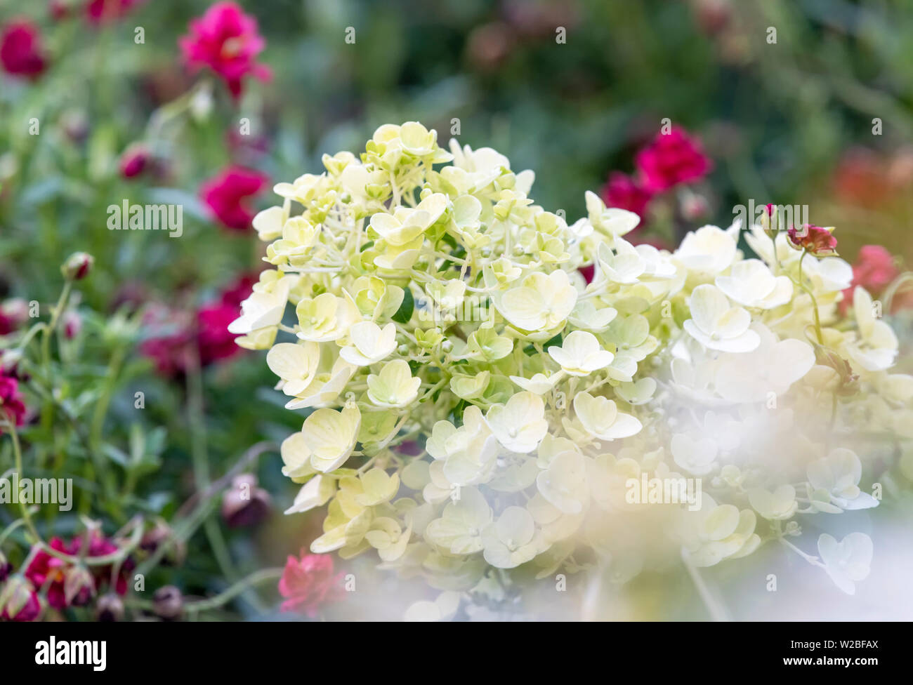 Limelight Hydrangea shrub starting to bloom Stock Photo