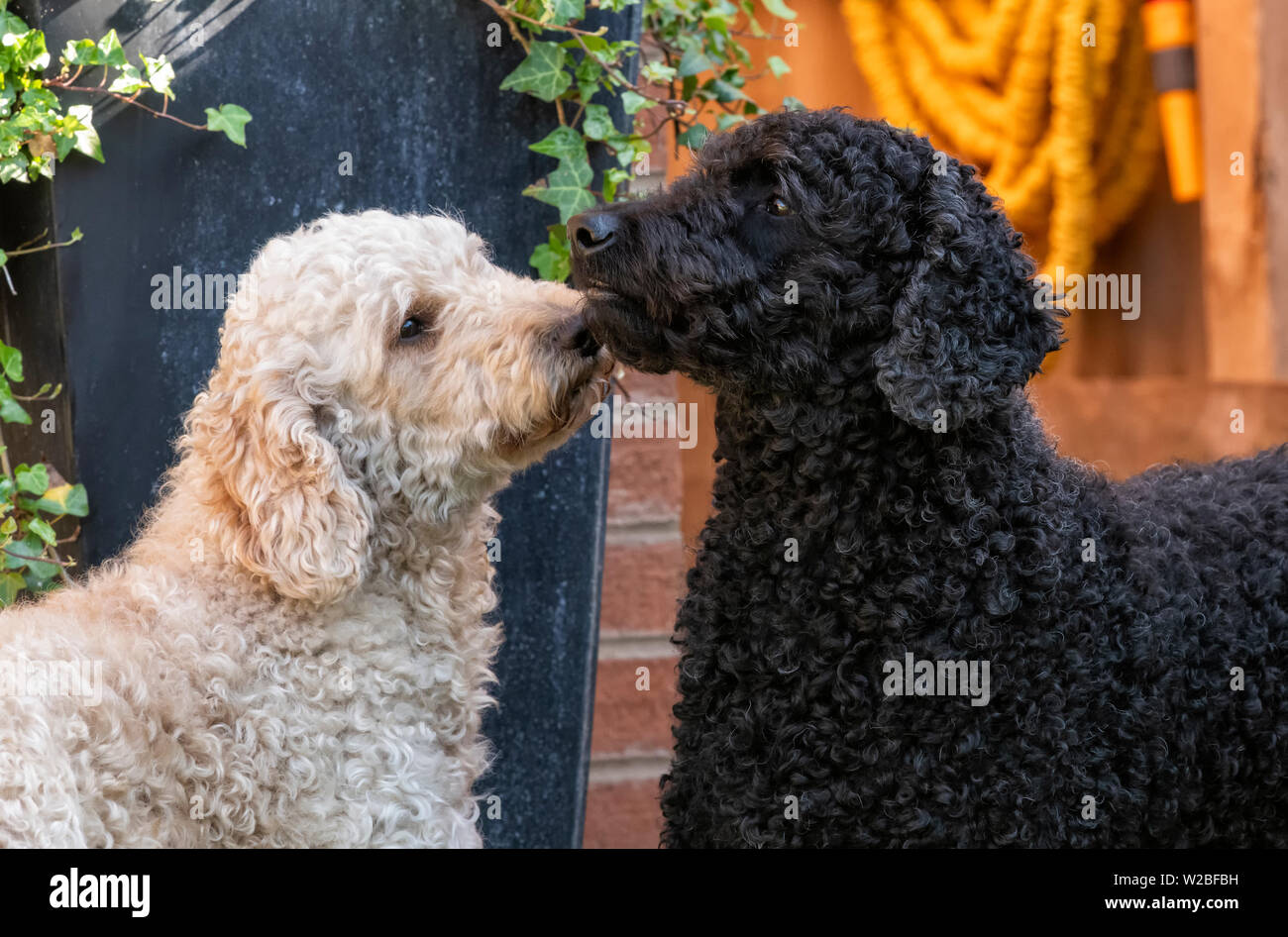 Two dogs nuzzling each other hires stock photography and images Alamy