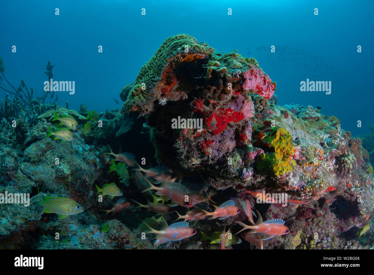  Grenada Marine Life: Tribal Rhythms of the Sea Grenada