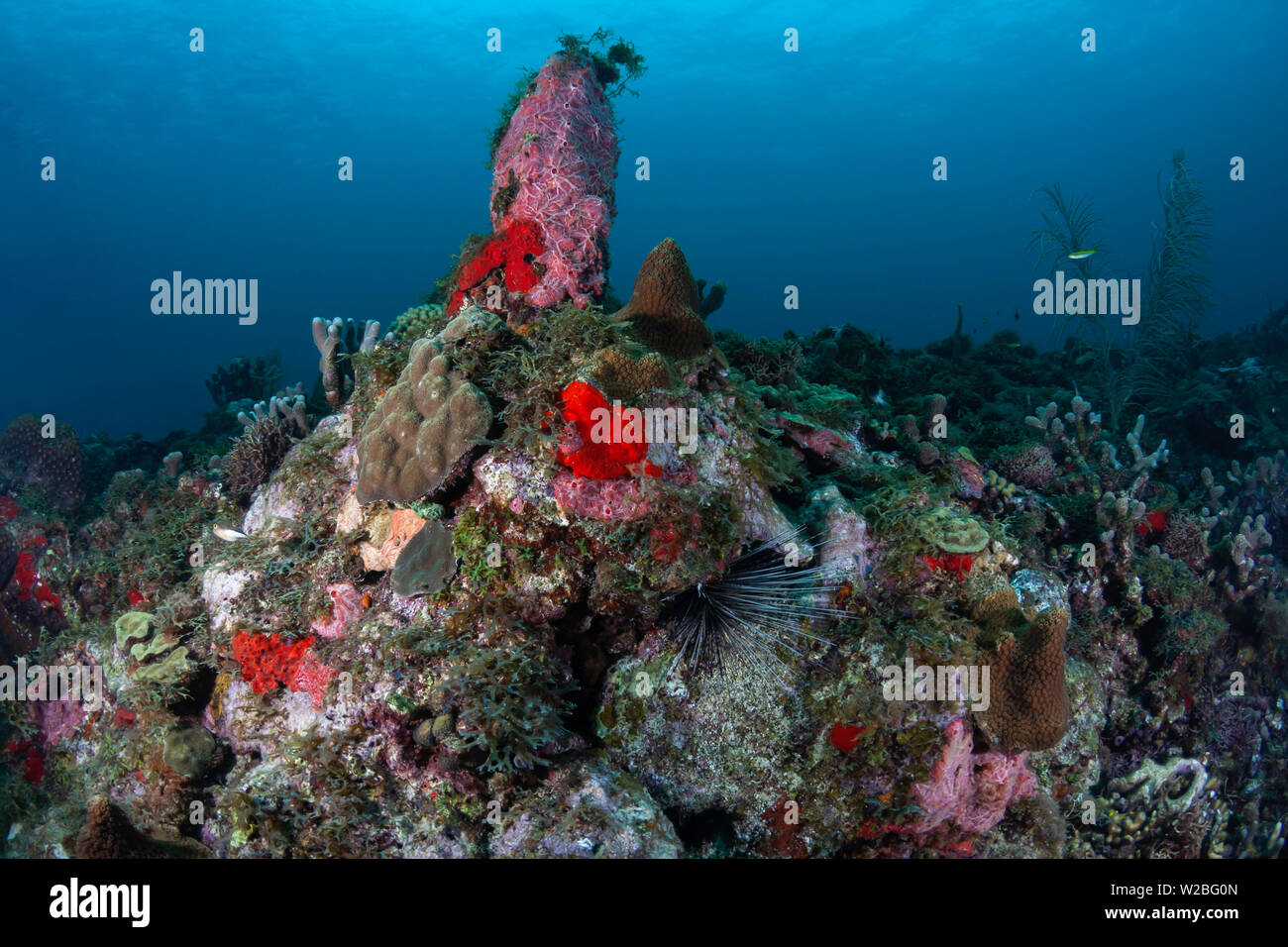 A lone Long-Spined Urchin has found the safety of a crevice in the beautiful coral reefs and blue waters of the Caribbean off the island of Grenada. Stock Photo