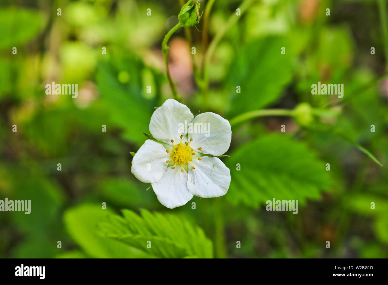 Strawberry, wild strawberry hi-res stock photography and images - Alamy