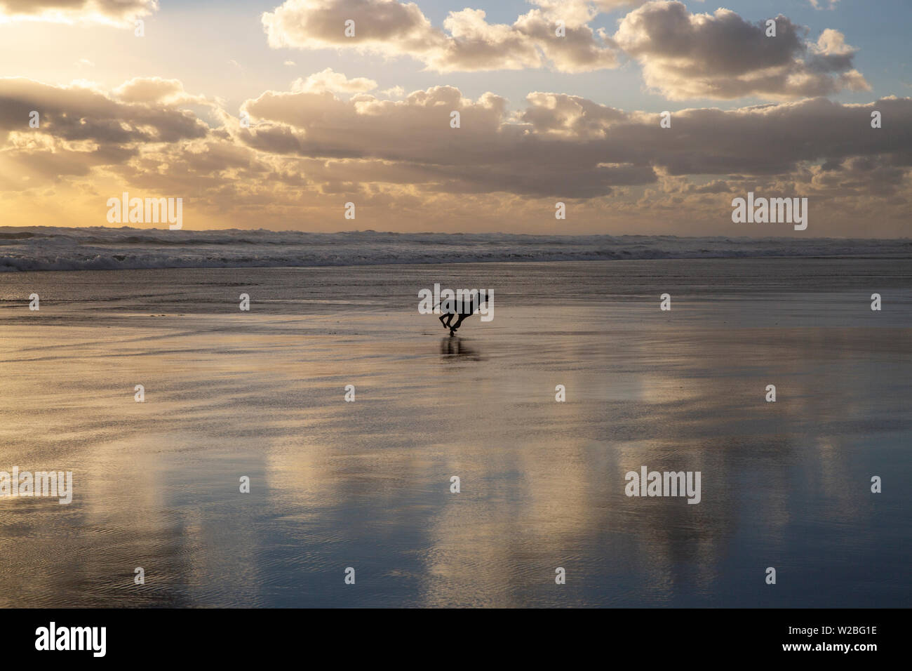 Dog Running on Piha Beach, New Zealand Stock Photo
