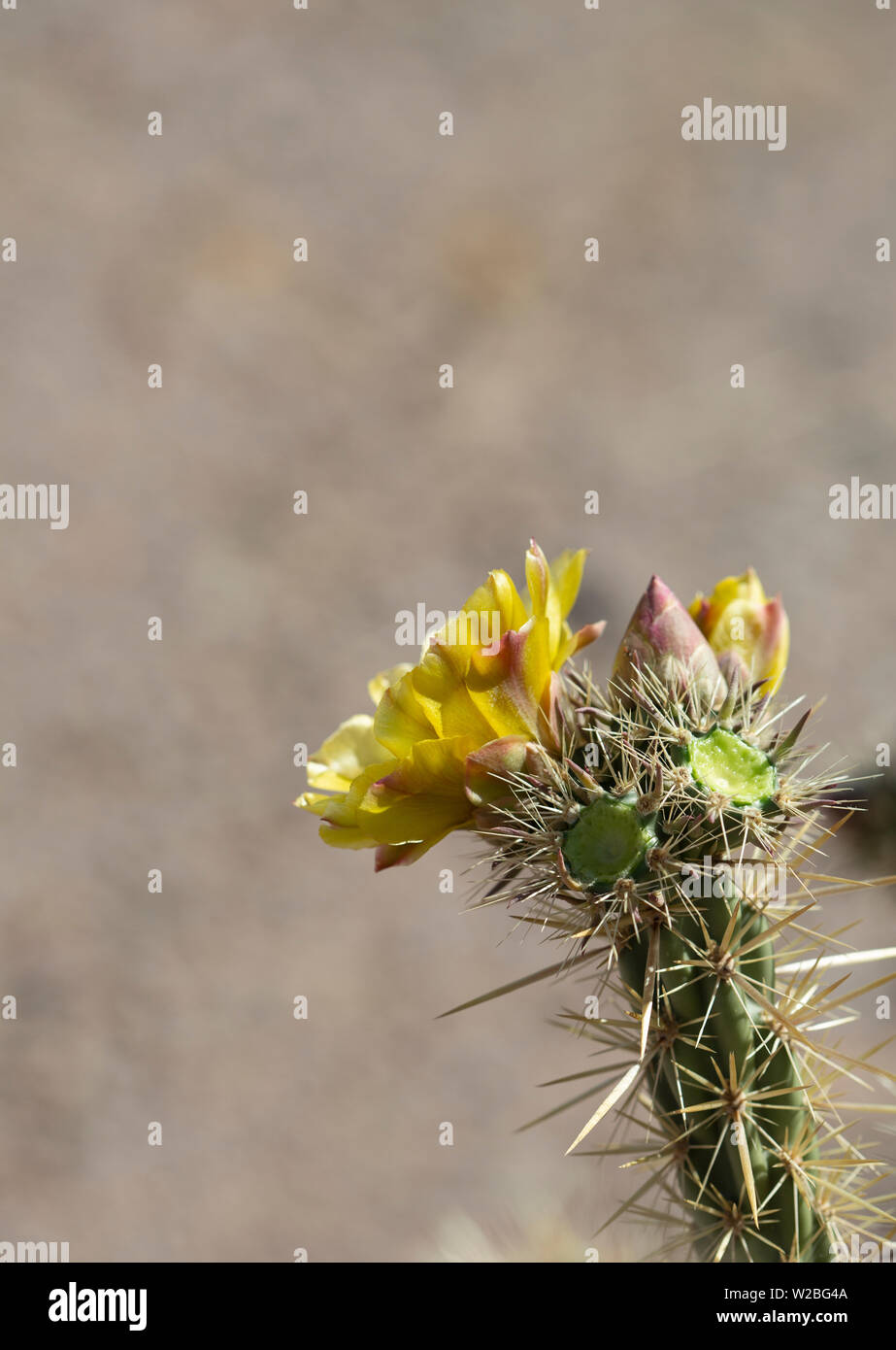 Yellow blooming flower of cholla plant in desert Stock Photo