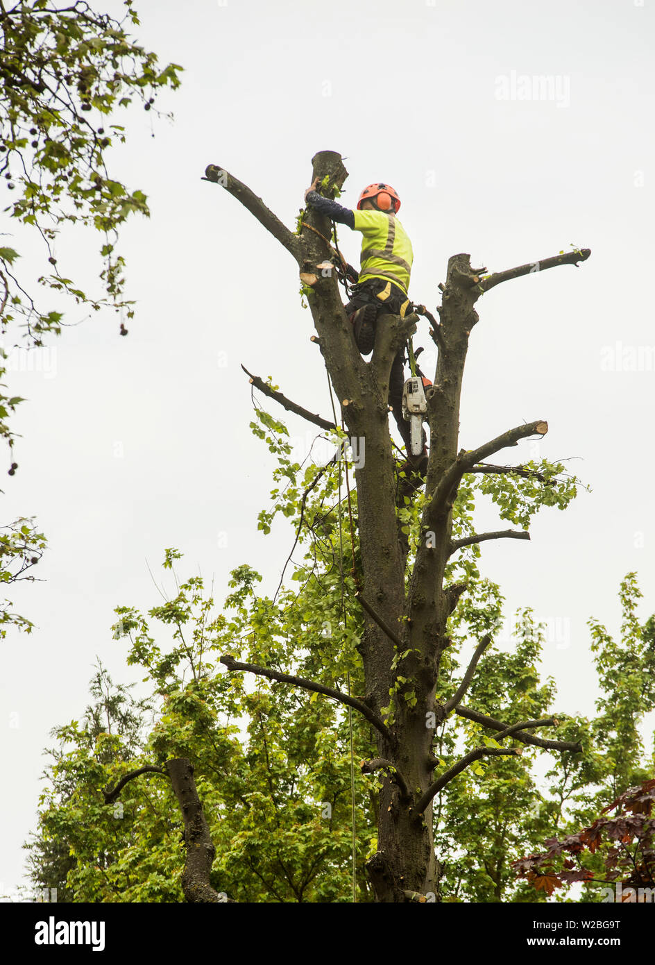 A man in high vis and protection equipment rope climbs with a chainsaw to pollard a tree. Stock Photo