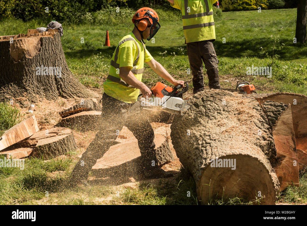 A man in full PPE using a chainsaw to cutting up a tree trunk. Stock Photo