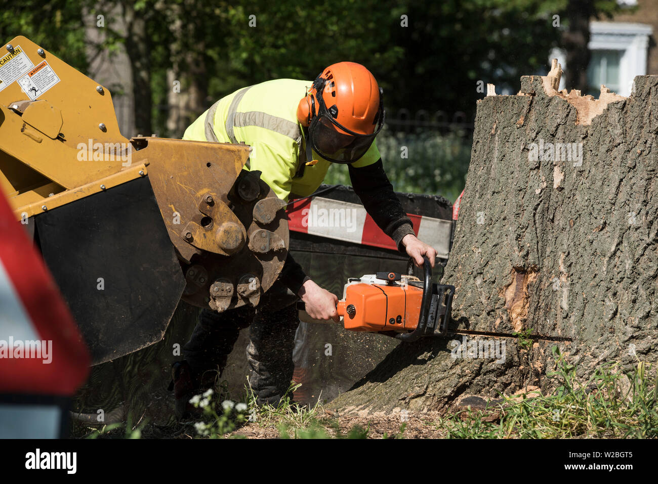 A man in full PPE using a chainsaw to cut a tree stump from it's base. Stock Photo