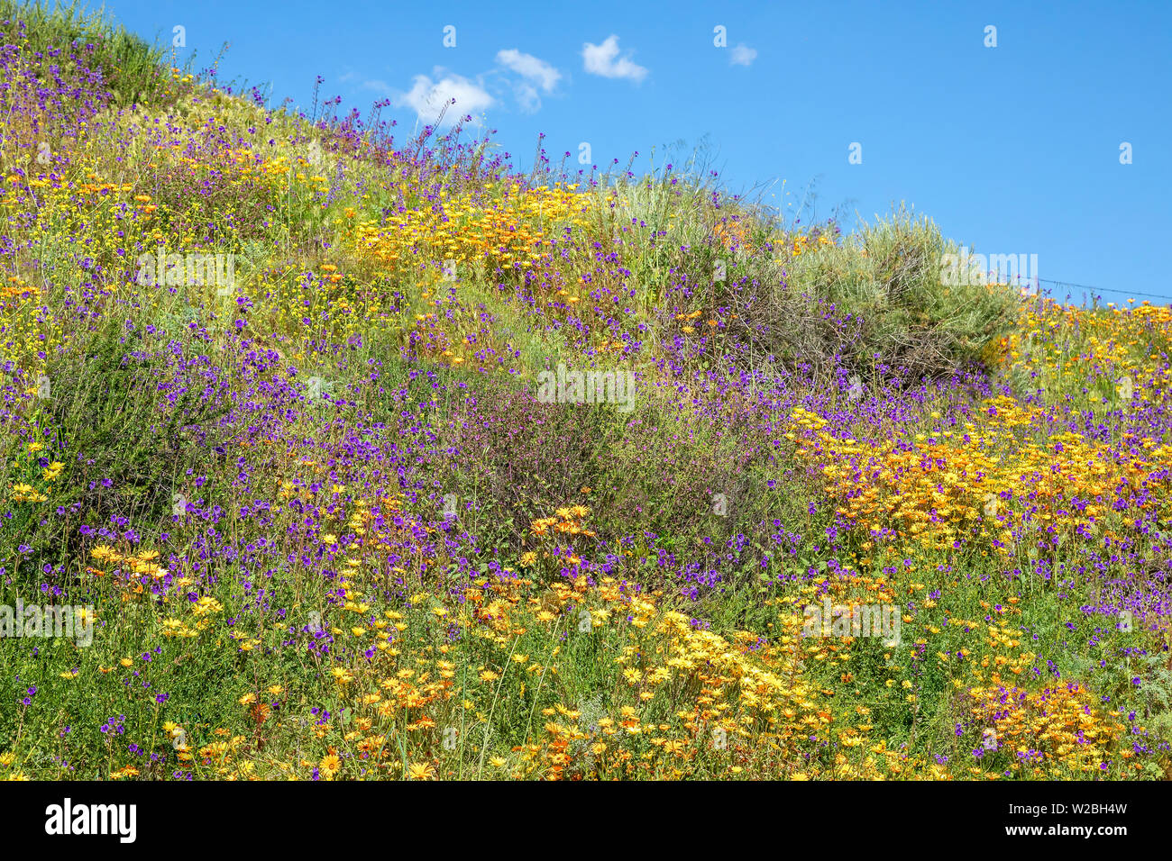 Blooming wildflowers hi-res stock photography and images - Alamy
