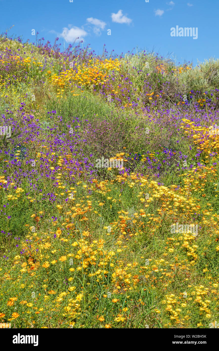 Blooming wildflowers, San Diego, California Stock Photo
