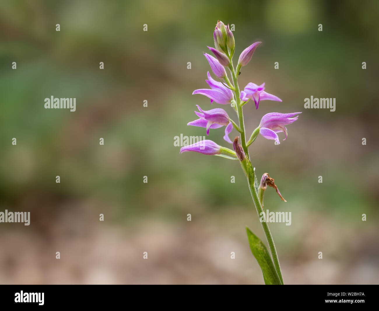 Red helleborine orchid Cephalanthera rubra . Europe. In the Apuan Alps, Italy. For background with copyspace. Stock Photo