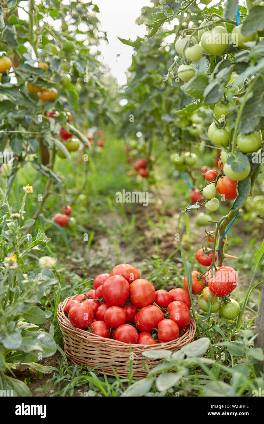 Freshly picked tomatoes in a basket in the greenhouse Stock Photo - Alamy