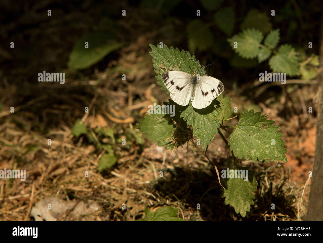 A female Green-Veined White butterfly (Pieris napi) sunbathing on a nettle leaf. Stock Photo