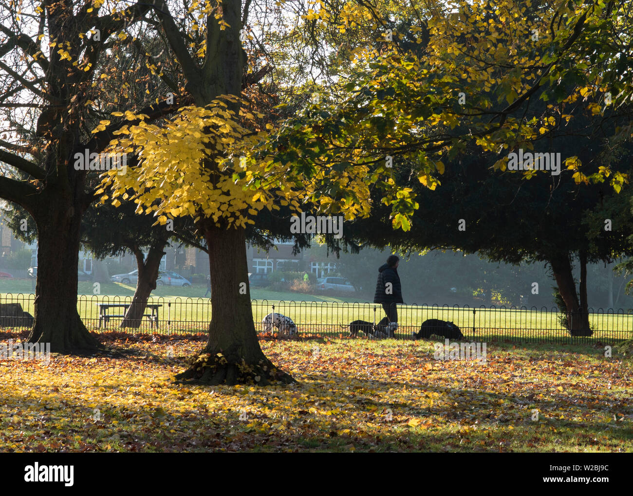 A person walking their dog in the park on an Autumn / Fall morning. Stock Photo