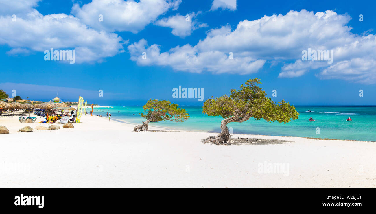 Caribbean, Netherland Antilles, Aruba, Divi Divi Trees On Eagle Beach ...