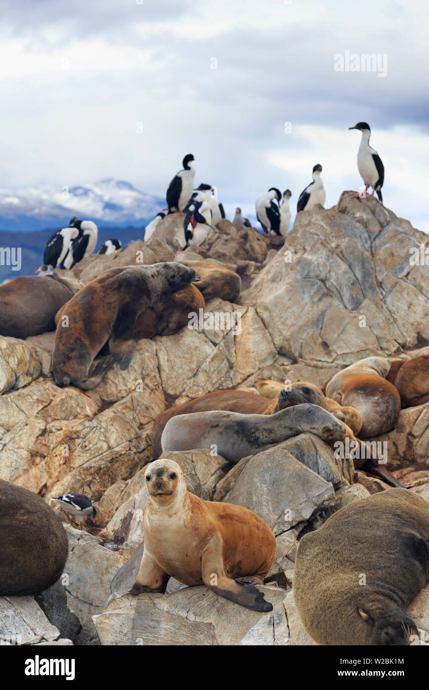Argentina, Tierra del Fuego, Ushuaia, Beagle Channel,  Emperor Cormorants Stock Photo