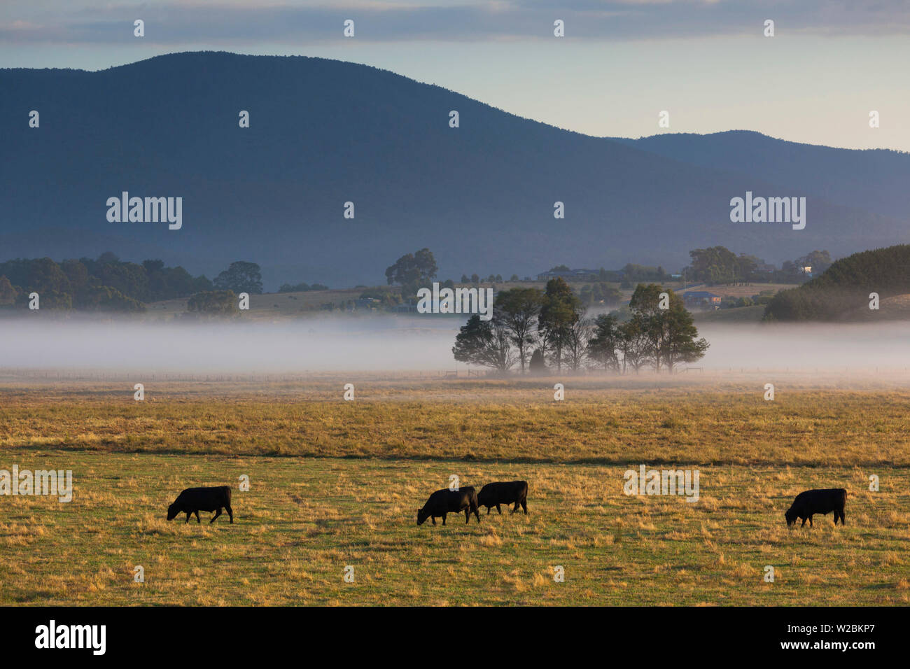 Australia, Victoria, VIC, Yarra Valley, Helaesville, field with fog, dawn Stock Photo