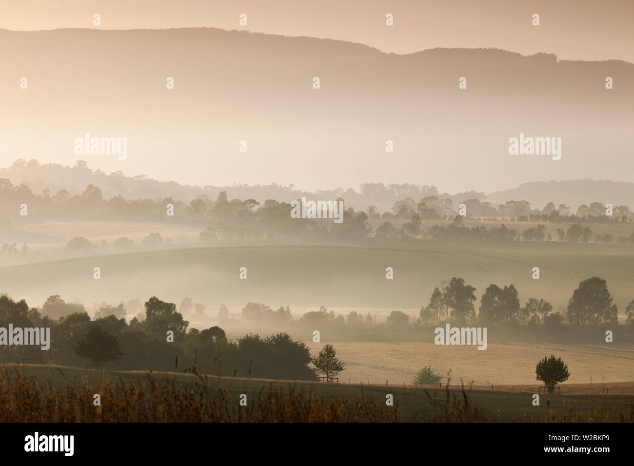 Australia, Victoria, VIC, Yarra Valley, landscape, dawn Stock Photo