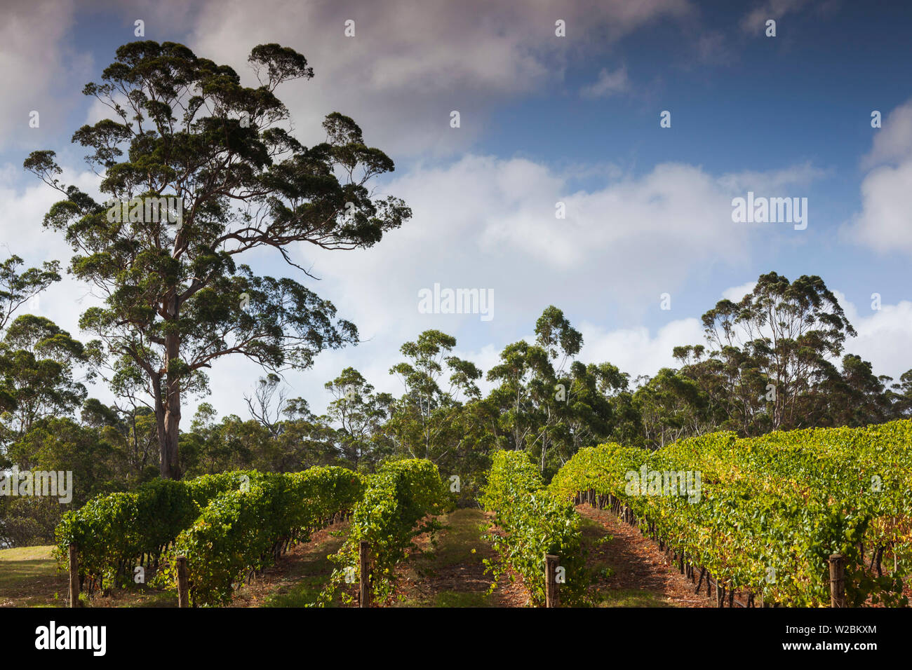 Australia, Western Australia, The Southwest, Denmark, Forrest Hill Winery vineyard Stock Photo