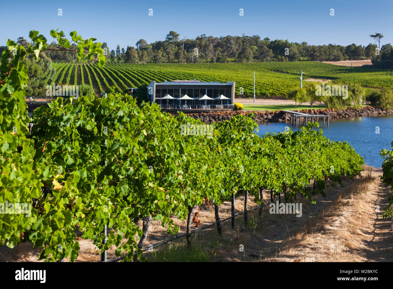 Australia, Western Australia, The Southwest, Margaret River Wine Region, Wilyabrup, Knotting Hill Vineyard Stock Photo