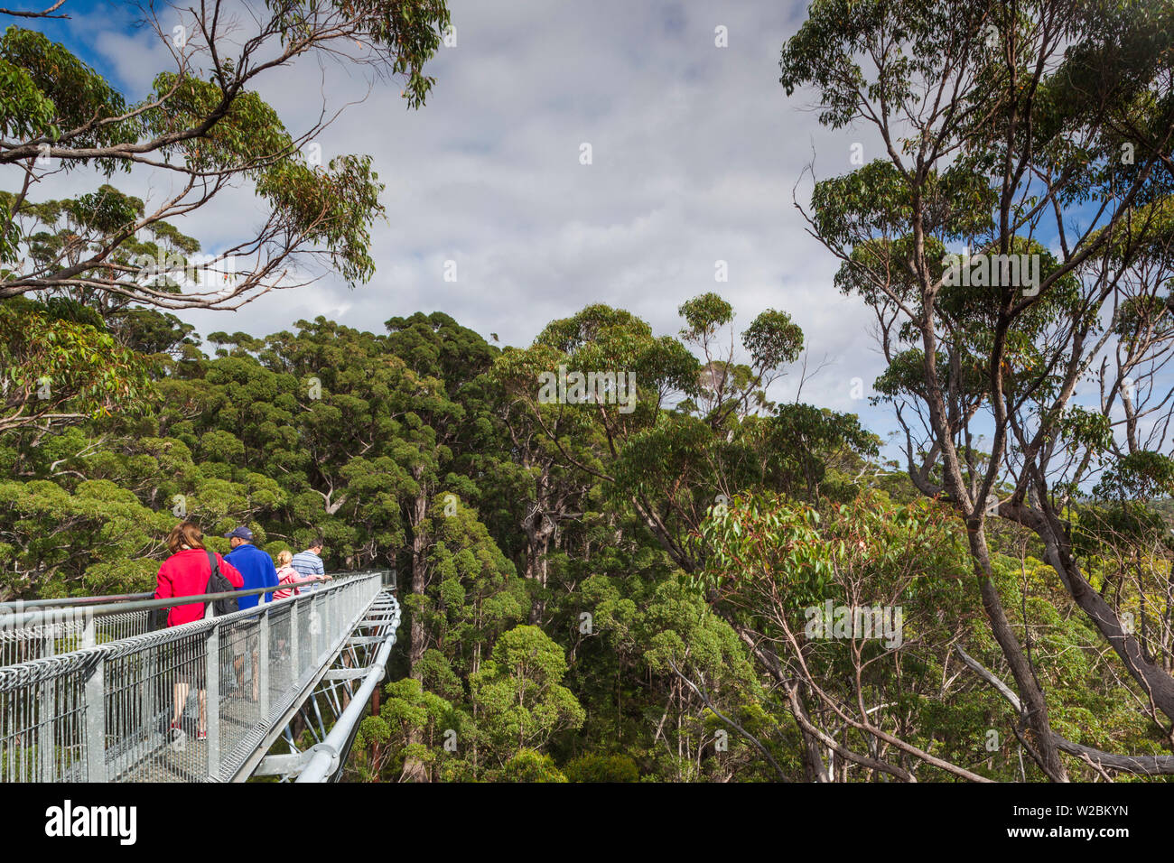 Australia, Western Australia, The Southwest, Walpole-Nornalup, Valley of the Giants Tree Top Walk, walkway above giant tingle trees Stock Photo