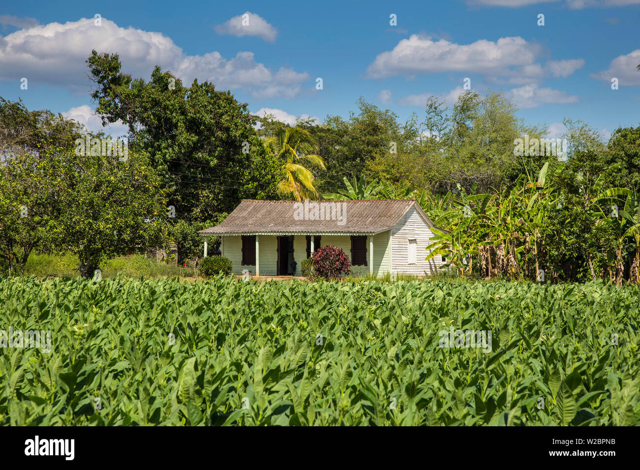 Tobacco Plantation, Pinar del Rio Province, Cuba Stock Photo