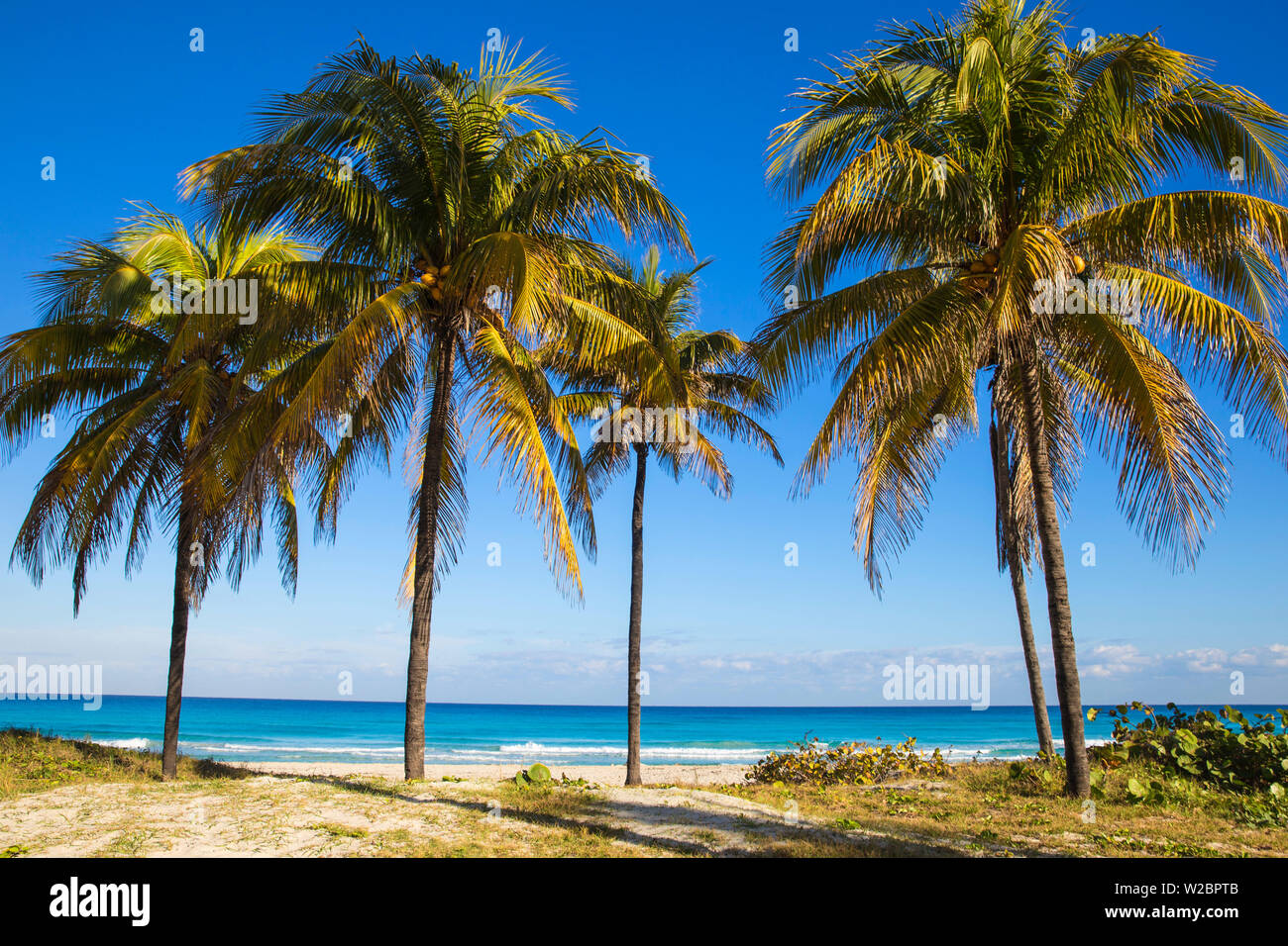 Cuba, Varadero, Palm trees on Varadero beach Stock Photo