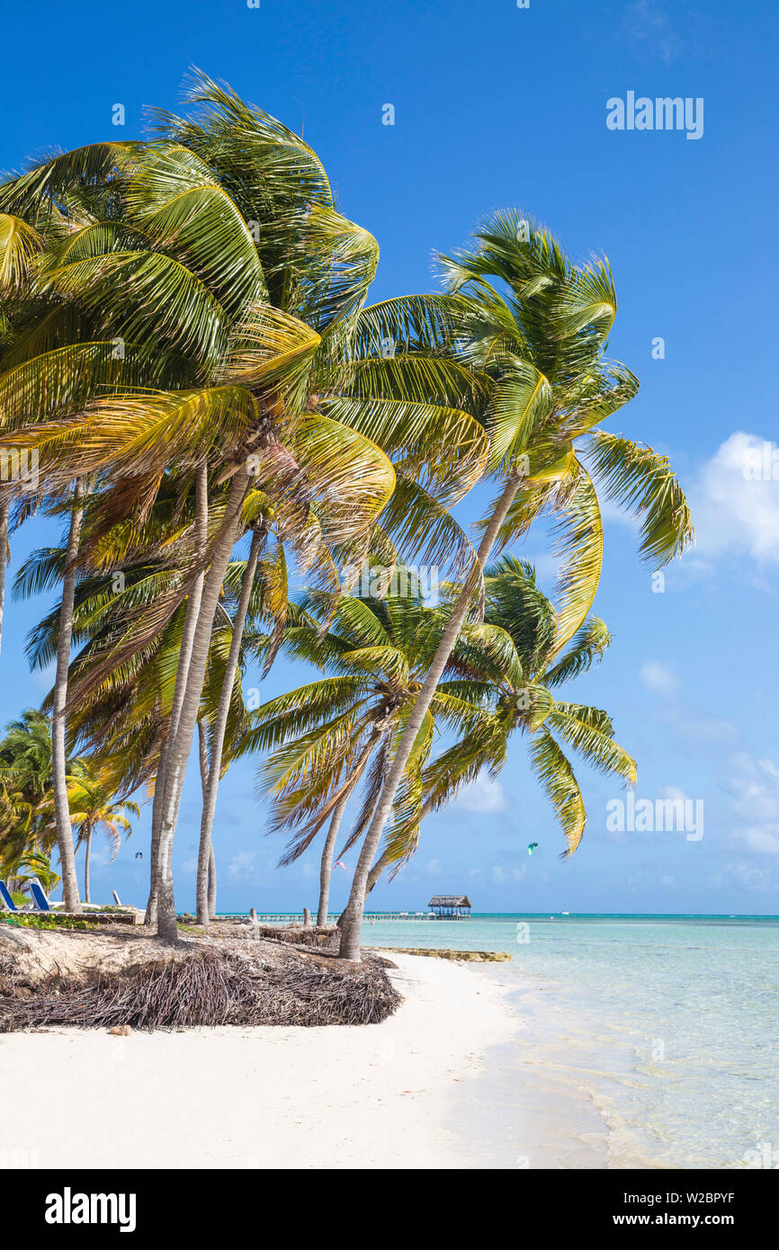 Cuba, Jardines del Rey, Cayo Guillermo, Playa El Paso, Palm trees on white sand beach Stock Photo