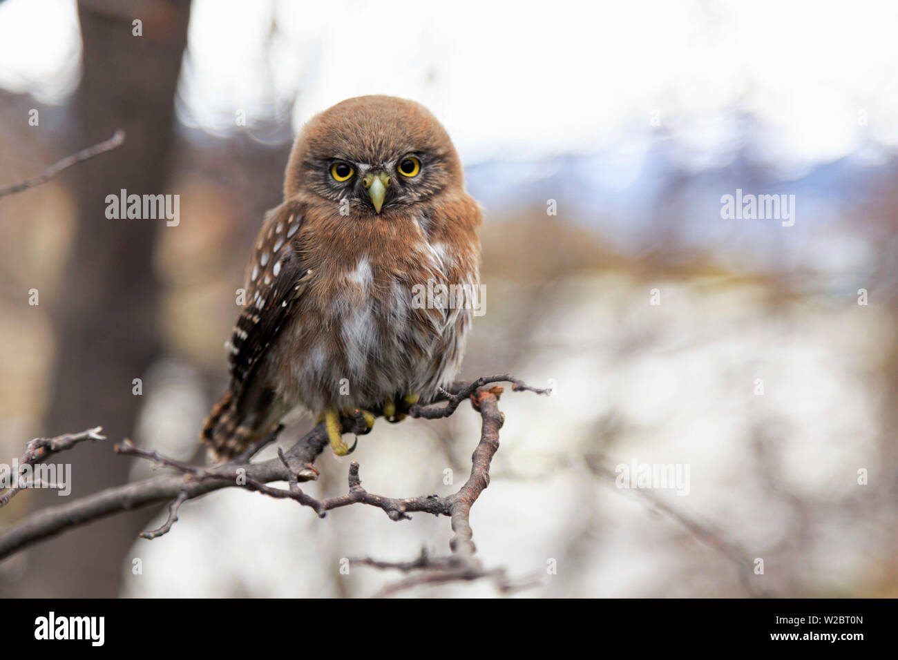 Chile, Patagonia, Torres del Paine National Park (UNESCO Site), baby owl Stock Photo