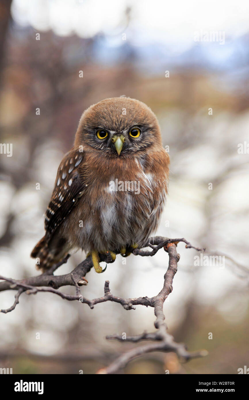 Chile, Patagonia, Torres del Paine National Park (UNESCO Site), baby owl Stock Photo