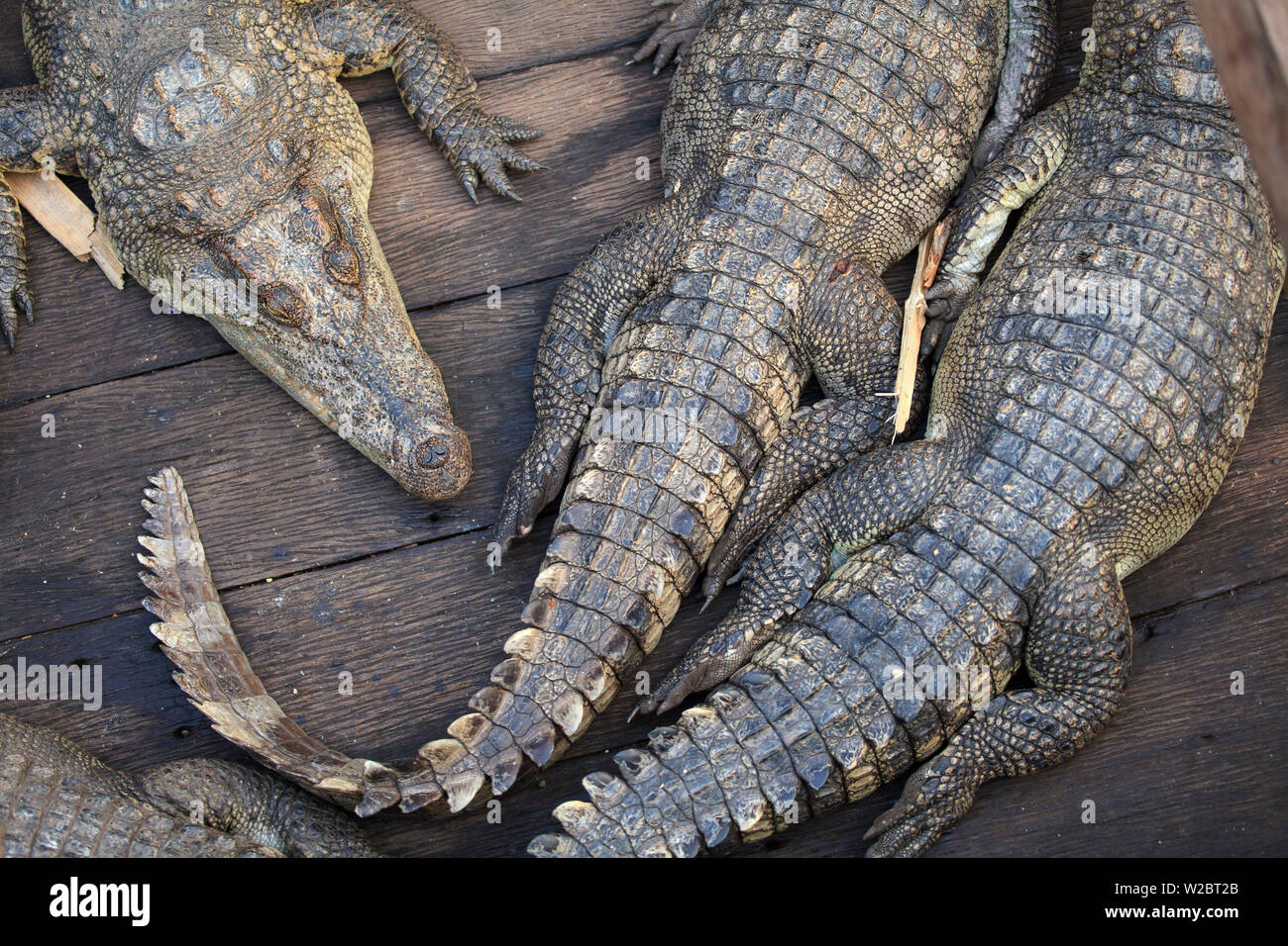 Cambodia, Tonle Sap Lake, Chong Kneas floating villages, Crocodile farm Stock Photo