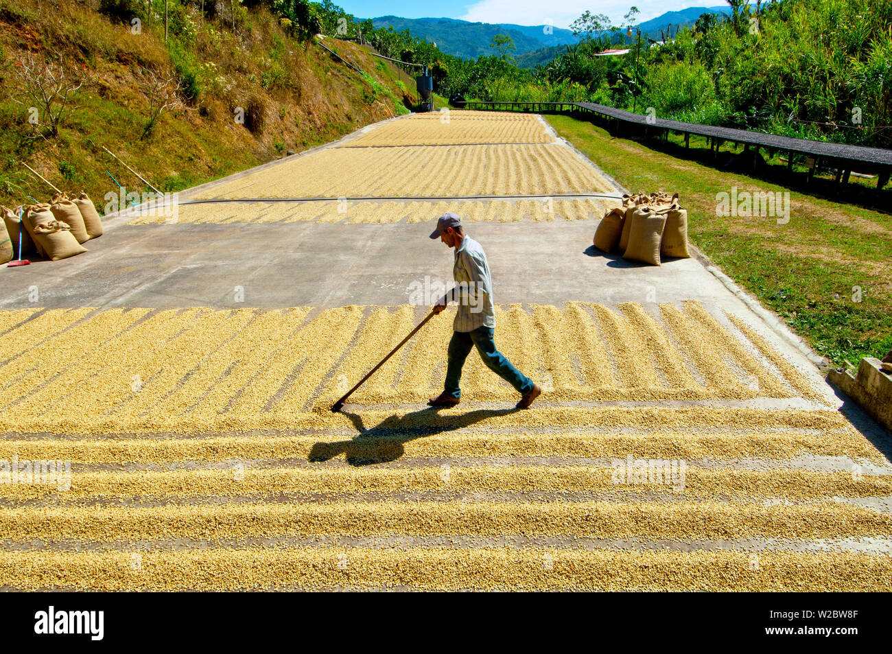 Costa Rica, San Marcos de Tarrazu, Coffee Farm, Sun Drying Coffee Beans