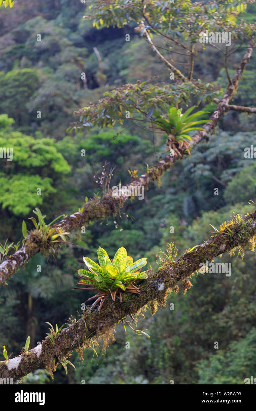 Costa Rica, Central Highlands, Arenal National Park, Rainforest Stock Photo