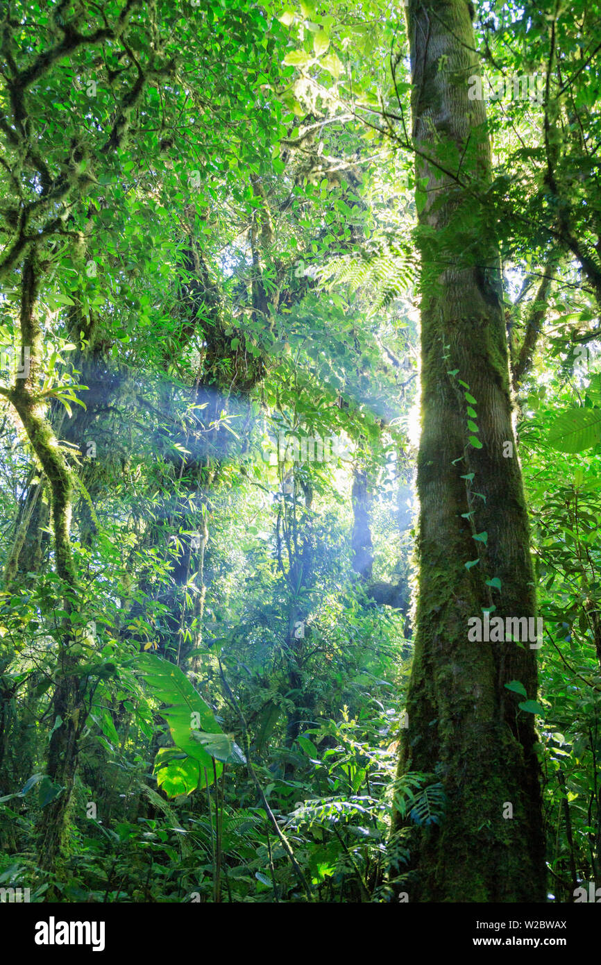 Costa Rica, Monteverde, Monteverde Biological Reserve, Cloudforest Stock Photo