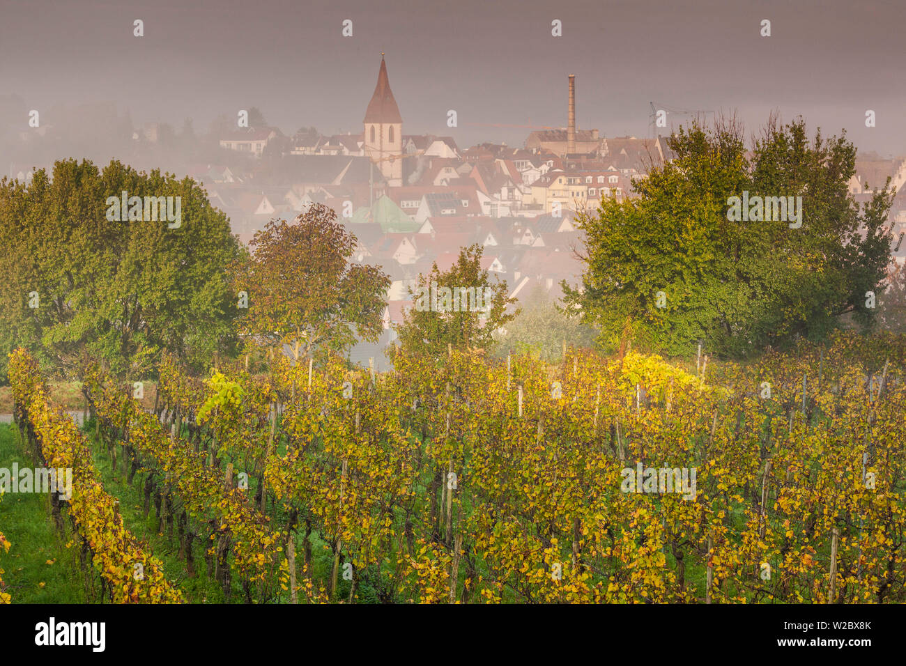Germany, Baden-Wurttemburg, Kaiserstuhl Area, Endingen, elevated view of the Peterkirche church and vineyards, fog, dawn, autumn Stock Photo