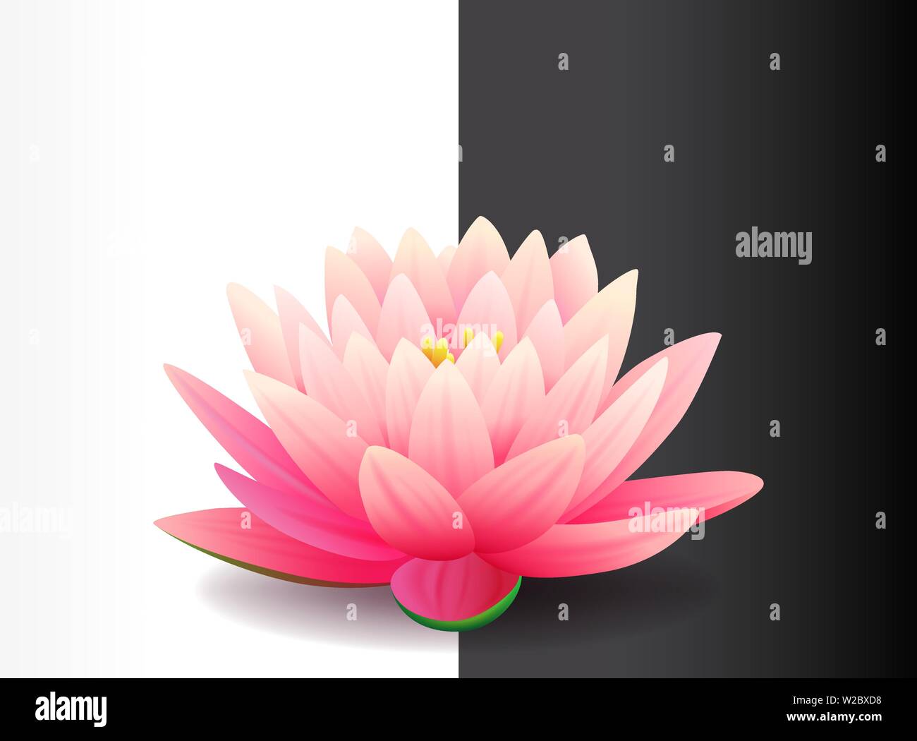 Beautiful realistic pink lotus flower isolated on black and white background, water plant, vector illustration. Stock Vector